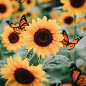 Meet your Posher, Riley